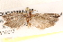  ( - BIOUG19081-F06)  @13 [ ] CreativeCommons - Attribution (2015) CBG Photography Group Centre for Biodiversity Genomics
