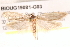  ( - BIOUG19081-G03)  @12 [ ] CreativeCommons - Attribution (2015) CBG Photography Group Centre for Biodiversity Genomics