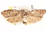  ( - BIOUG19082-B03)  @13 [ ] CreativeCommons - Attribution (2015) CBG Photography Group Centre for Biodiversity Genomics