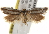  ( - BIOUG19083-A06)  @13 [ ] CreativeCommons - Attribution (2015) CBG Photography Group Centre for Biodiversity Genomics