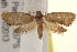  ( - BIOUG19083-F01)  @12 [ ] CreativeCommons - Attribution (2015) CBG Photography Group Centre for Biodiversity Genomics