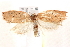  ( - BIOUG19291-E03)  @12 [ ] CreativeCommons - Attribution (2015) CBG Photography Group Centre for Biodiversity Genomics
