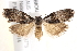  ( - BIOUG19291-E05)  @14 [ ] CreativeCommons - Attribution (2015) CBG Photography Group Centre for Biodiversity Genomics