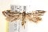  ( - BIOUG19291-G04)  @12 [ ] CreativeCommons - Attribution (2015) CBG Photography Group Centre for Biodiversity Genomics