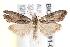 ( - BIOUG19291-G11)  @13 [ ] CreativeCommons - Attribution (2015) CBG Photography Group Centre for Biodiversity Genomics