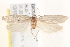  ( - BIOUG19293-A02)  @12 [ ] CreativeCommons - Attribution (2015) CBG Photography Group Centre for Biodiversity Genomics