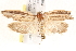  ( - BIOUG19293-C11)  @13 [ ] CreativeCommons - Attribution (2015) CBG Photography Group Centre for Biodiversity Genomics