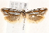  ( - BIOUG19293-D03)  @12 [ ] CreativeCommons - Attribution (2015) CBG Photography Group Centre for Biodiversity Genomics