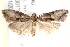  ( - BIOUG19293-E04)  @12 [ ] CreativeCommons - Attribution (2015) CBG Photography Group Centre for Biodiversity Genomics