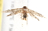  ( - BIOUG19385-A08)  @12 [ ] CreativeCommons - Attribution (2015) CBG Photography Group Centre for Biodiversity Genomics