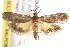  (Miscera holodisca - BIOUG19385-C10)  @15 [ ] CreativeCommons - Attribution (2015) CBG Photography Group Centre for Biodiversity Genomics
