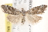  ( - BIOUG19385-C12)  @13 [ ] CreativeCommons - Attribution (2015) CBG Photography Group Centre for Biodiversity Genomics