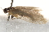  ( - BIOUG19385-F12)  @12 [ ] CreativeCommons - Attribution (2015) CBG Photography Group Centre for Biodiversity Genomics