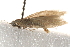  ( - BIOUG19385-G04)  @12 [ ] CreativeCommons - Attribution (2015) CBG Photography Group Centre for Biodiversity Genomics