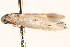  ( - BIOUG19385-G11)  @12 [ ] CreativeCommons - Attribution (2015) CBG Photography Group Centre for Biodiversity Genomics