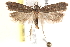  (Dichomeris sp. ANIC14 - BIOUG19451-A06)  @14 [ ] CreativeCommons - Attribution (2015) CBG Photography Group Centre for Biodiversity Genomics