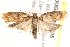  ( - BIOUG19451-B05)  @12 [ ] CreativeCommons - Attribution (2015) CBG Photography Group Centre for Biodiversity Genomics