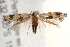  ( - BIOUG19451-D11)  @12 [ ] CreativeCommons - Attribution (2015) CBG Photography Group Centre for Biodiversity Genomics
