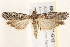  ( - BIOUG19527-G12)  @14 [ ] CreativeCommons - Attribution (2015) CBG Photography Group Centre for Biodiversity Genomics