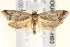  (Compsotropha - BIOUG19453-H03)  @15 [ ] CreativeCommons - Attribution (2015) CBG Photography Group Centre for Biodiversity Genomics