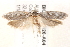  ( - BIOUG19526-A04)  @12 [ ] CreativeCommons - Attribution (2015) CBG Photography Group Centre for Biodiversity Genomics