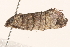  ( - BIOUG19526-E01)  @13 [ ] CreativeCommons - Attribution (2015) CBG Photography Group Centre for Biodiversity Genomics