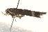 ( - BIOUG19526-H11)  @12 [ ] CreativeCommons - Attribution (2015) CBG Photography Group Centre for Biodiversity Genomics