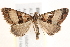  ( - BIOUG19528-A08)  @13 [ ] CreativeCommons - Attribution (2015) CBG Photography Group Centre for Biodiversity Genomics