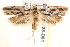  ( - BIOUG19528-D01)  @13 [ ] CreativeCommons - Attribution (2015) CBG Photography Group Centre for Biodiversity Genomics