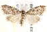  (Nola pycnopasta - BIOUG19528-E07)  @15 [ ] CreativeCommons - Attribution (2015) CBG Photography Group Centre for Biodiversity Genomics