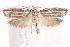  ( - BIOUG19647-E05)  @13 [ ] CreativeCommons - Attribution (2015) CBG Photography Group Centre for Biodiversity Genomics