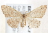  (Scopula hypochra - BIOUG19647-F02)  @15 [ ] CreativeCommons - Attribution (2015) CBG Photography Group Centre for Biodiversity Genomics