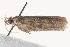  ( - BIOUG19648-D12)  @12 [ ] CreativeCommons - Attribution (2015) CBG Photography Group Centre for Biodiversity Genomics
