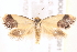  ( - BIOUG19648-G01)  @13 [ ] CreativeCommons - Attribution (2015) CBG Photography Group Centre for Biodiversity Genomics