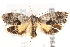  ( - BIOUG19649-A02)  @12 [ ] CreativeCommons - Attribution (2015) CBG Photography Group Centre for Biodiversity Genomics
