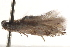  ( - BIOUG19649-H11)  @12 [ ] CreativeCommons - Attribution (2015) CBG Photography Group Centre for Biodiversity Genomics