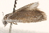  ( - BIOUG19650-D01)  @13 [ ] CreativeCommons - Attribution (2015) CBG Photography Group Centre for Biodiversity Genomics