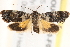  (Eupselia metabola - BIOUG19650-F02)  @15 [ ] CreativeCommons - Attribution (2015) CBG Photography Group Centre for Biodiversity Genomics