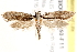  ( - BIOUG19650-F11)  @12 [ ] CreativeCommons - Attribution (2015) CBG Photography Group Centre for Biodiversity Genomics