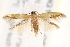  (Opogona sp. 19 - BIOUG19650-G07)  @14 [ ] CreativeCommons - Attribution (2015) CBG Photography Group Centre for Biodiversity Genomics