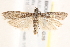  ( - BIOUG19650-G10)  @13 [ ] CreativeCommons - Attribution (2015) CBG Photography Group Centre for Biodiversity Genomics