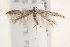  ( - BIOUG19651-C11)  @12 [ ] CreativeCommons - Attribution (2015) CBG Photography Group Centre for Biodiversity Genomics