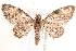  ( - BIOUG19651-F08)  @14 [ ] CreativeCommons - Attribution (2015) CBG Photography Group Centre for Biodiversity Genomics