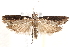  (Strepsicrates infensa - BIOUG19651-G11)  @14 [ ] CreativeCommons - Attribution (2015) CBG Photography Group Centre for Biodiversity Genomics