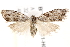  (Nola amorpha - BIOUG19651-H07)  @15 [ ] CreativeCommons - Attribution (2015) CBG Photography Group Centre for Biodiversity Genomics