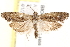  ( - BIOUG19651-H09)  @14 [ ] CreativeCommons - Attribution (2015) CBG Photography Group Centre for Biodiversity Genomics