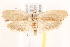  ( - BIOUG19952-A01)  @14 [ ] CreativeCommons - Attribution (2015) CBG Photography Group Centre for Biodiversity Genomics