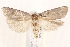  ( - BIOUG19952-A06)  @13 [ ] CreativeCommons - Attribution (2015) CBG Photography Group Centre for Biodiversity Genomics