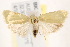  ( - BIOUG19952-A07)  @14 [ ] CreativeCommons - Attribution (2015) CBG Photography Group Centre for Biodiversity Genomics