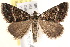  ( - BIOUG19952-B08)  @14 [ ] CreativeCommons - Attribution (2015) CBG Photography Group Centre for Biodiversity Genomics